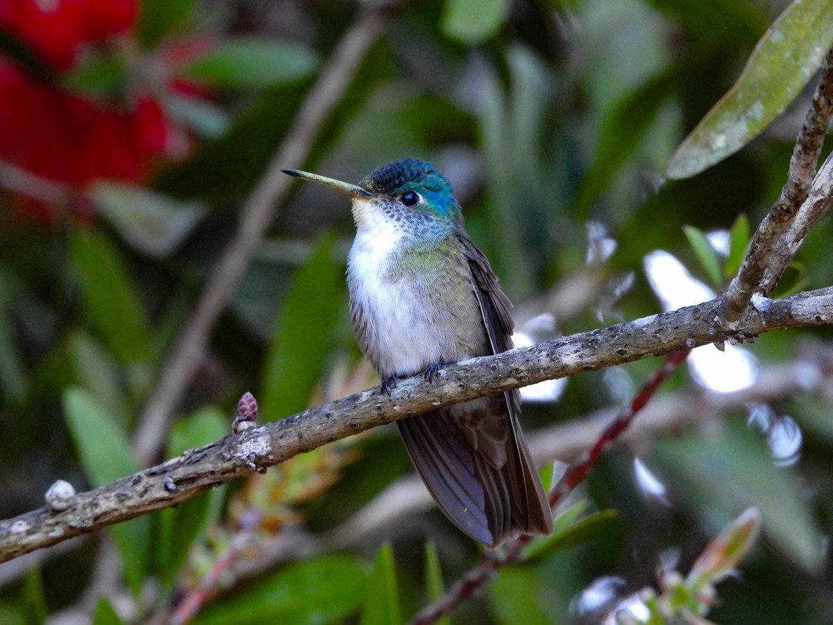 Azure-crowned Hummingbird - ML620677060