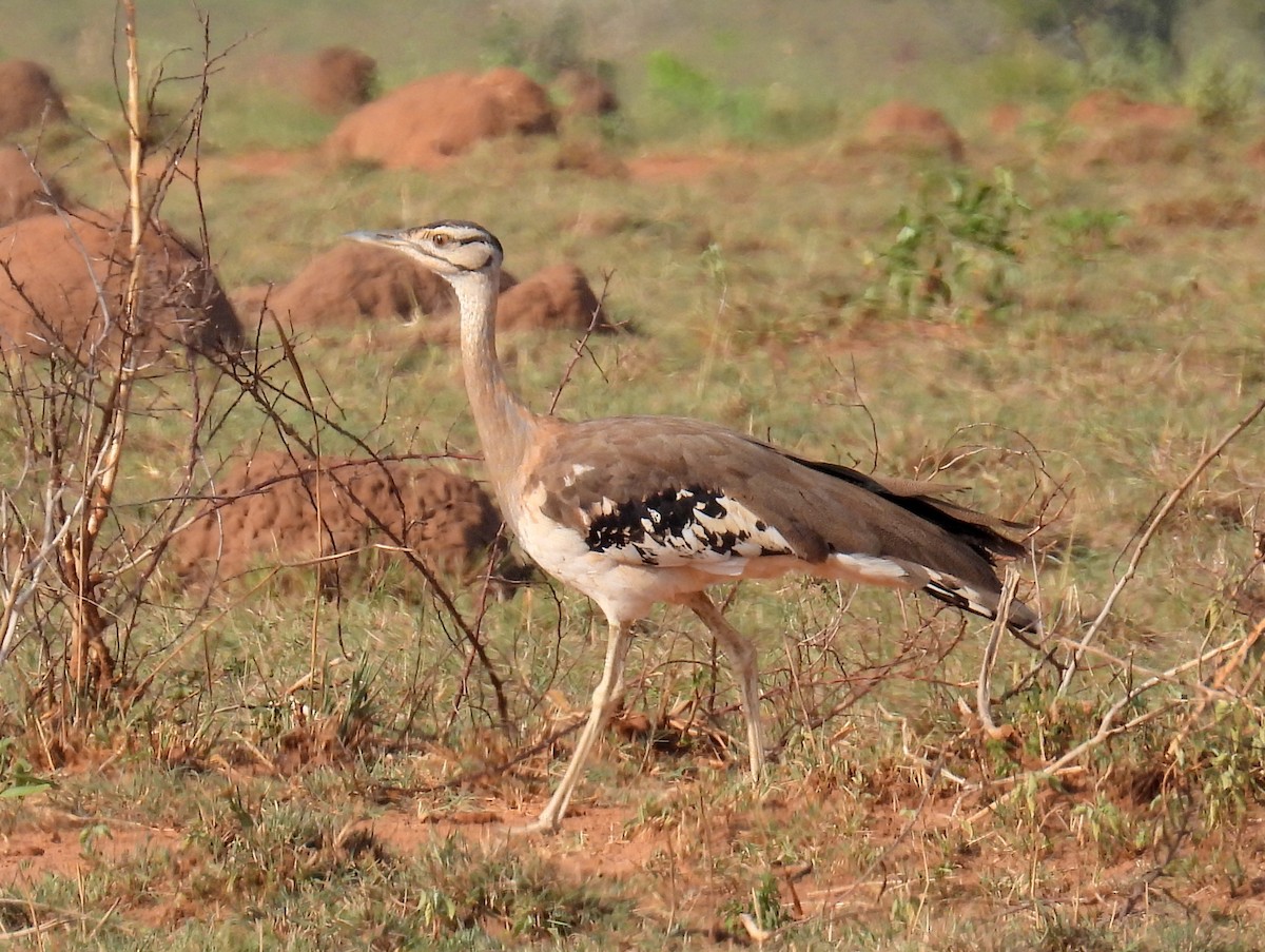 Denham's Bustard - ML620677065