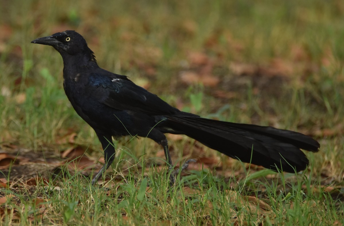 Great-tailed Grackle - ML620677068