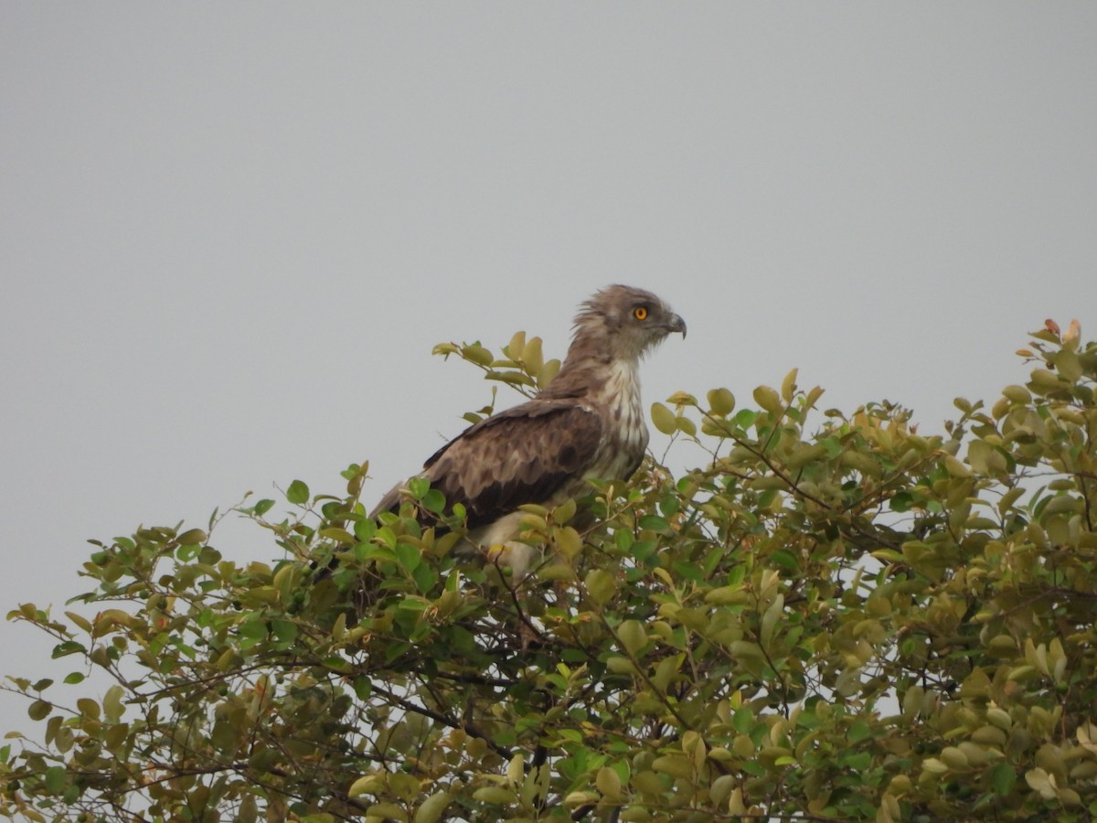 Short-toed Snake-Eagle - ML620677072