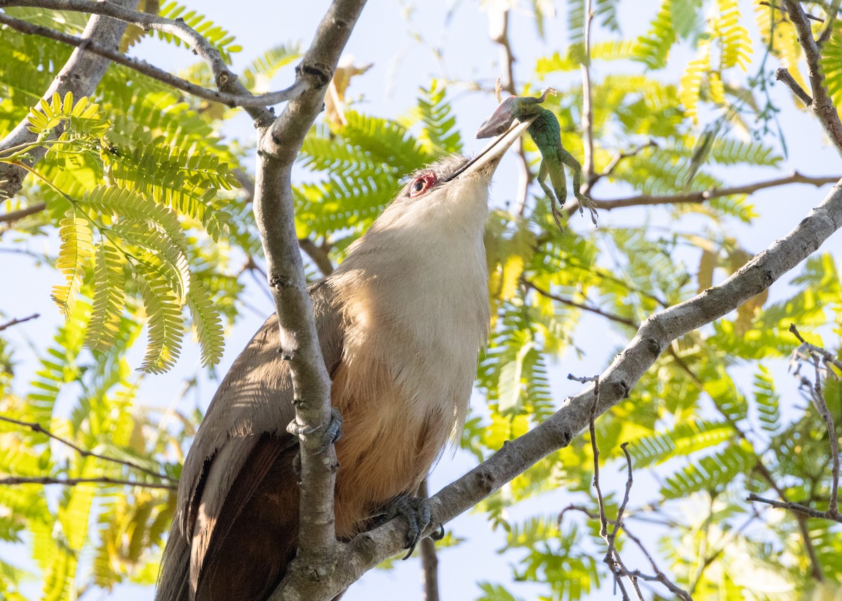 Great Lizard-Cuckoo (Cuban) - ML620677073