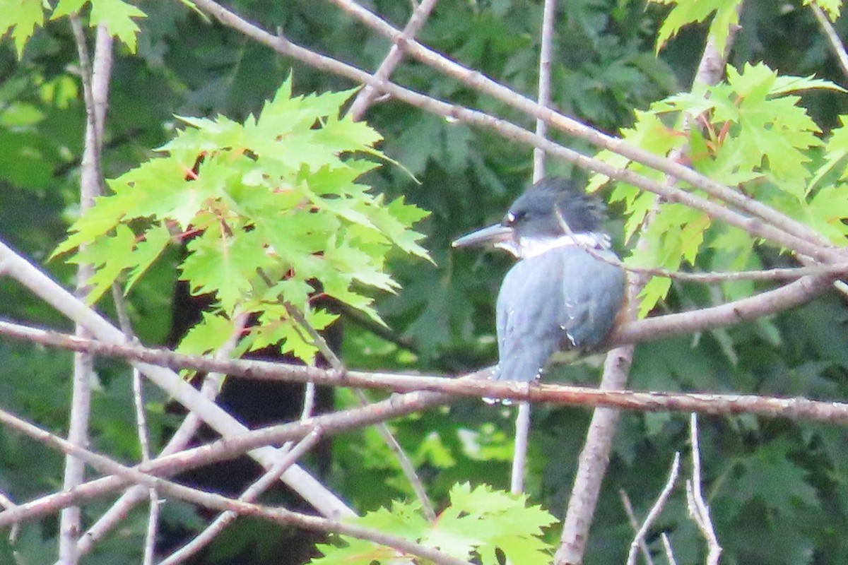 Martin-pêcheur d'Amérique - ML620677076