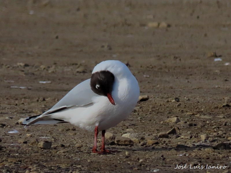 Brown-hooded Gull - ML620677077