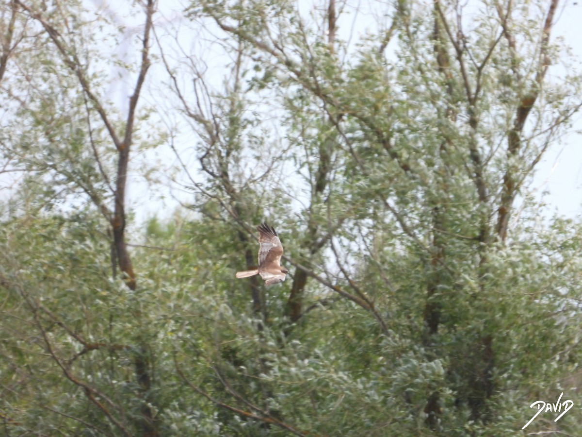 Western Marsh Harrier - David Alonso Otero