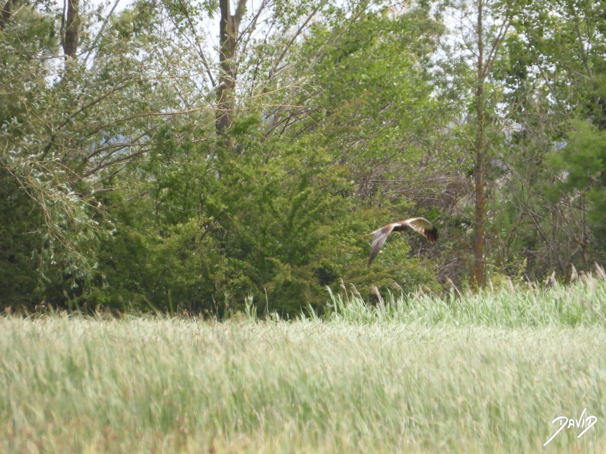 Western Marsh Harrier - ML620677081