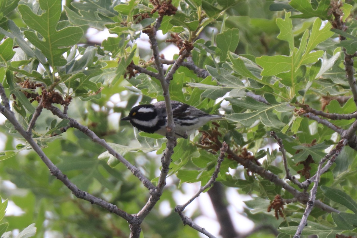 Black-throated Gray Warbler - ML620677082