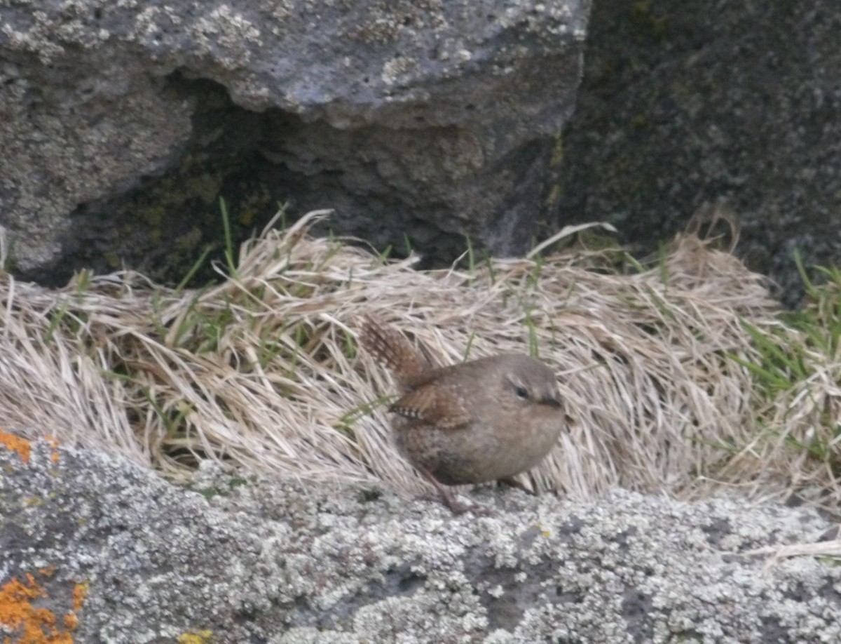 Pacific Wren (alascensis Group) - ML620677089