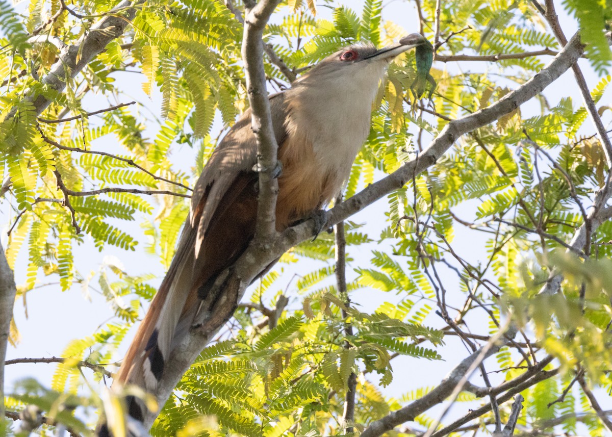 Great Lizard-Cuckoo (Cuban) - ML620677090