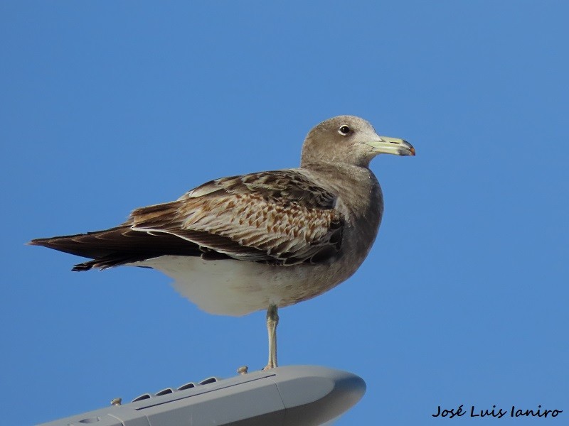 Olrog's Gull - ML620677091