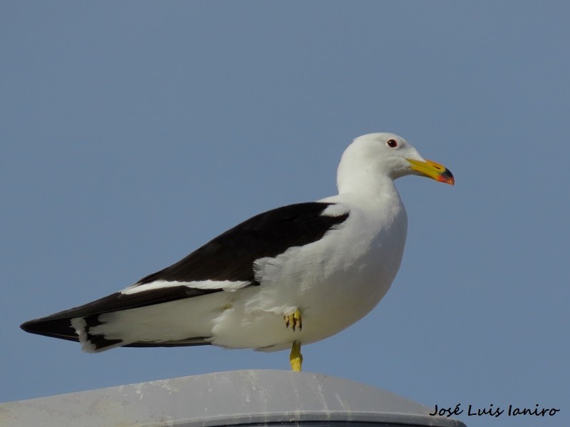 Olrog's Gull - José Luis Ianiro