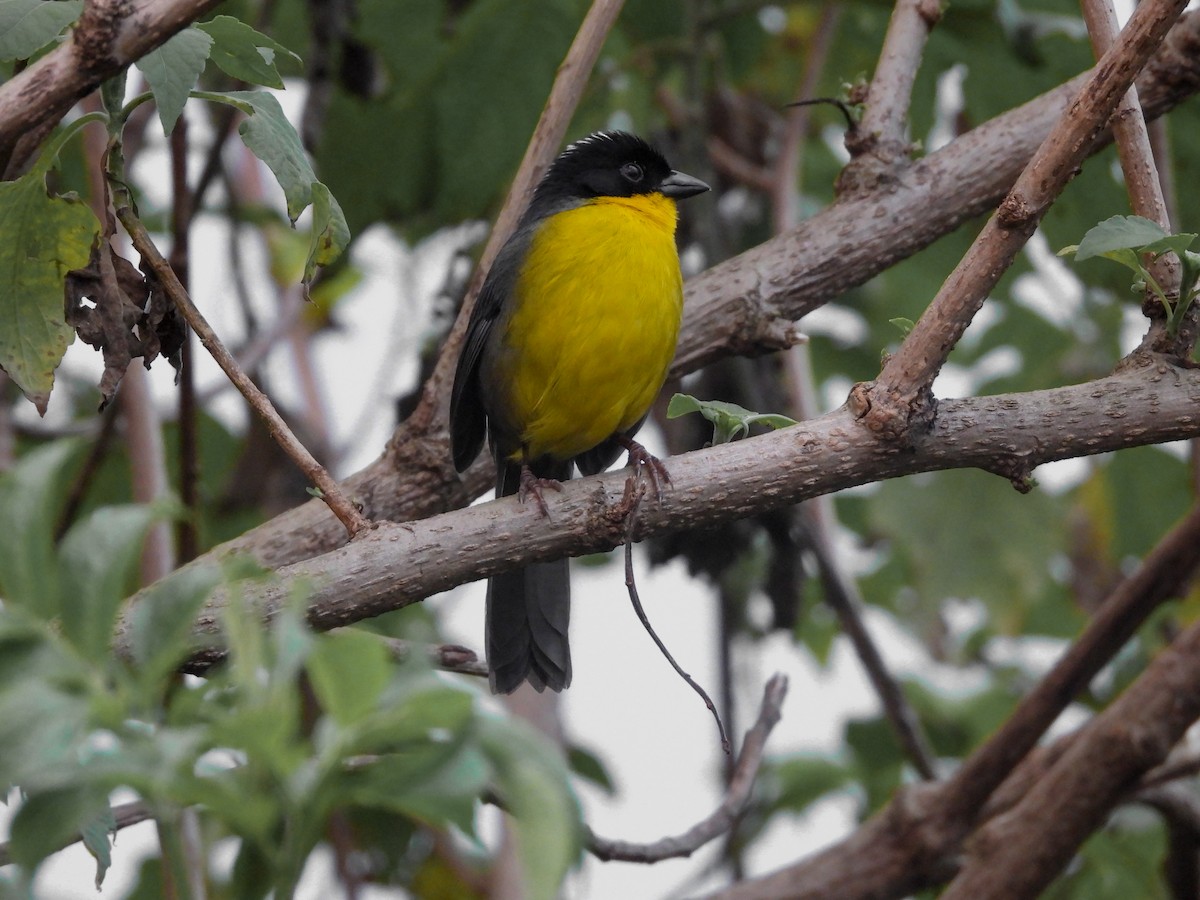 White-naped Brushfinch - ML620677094