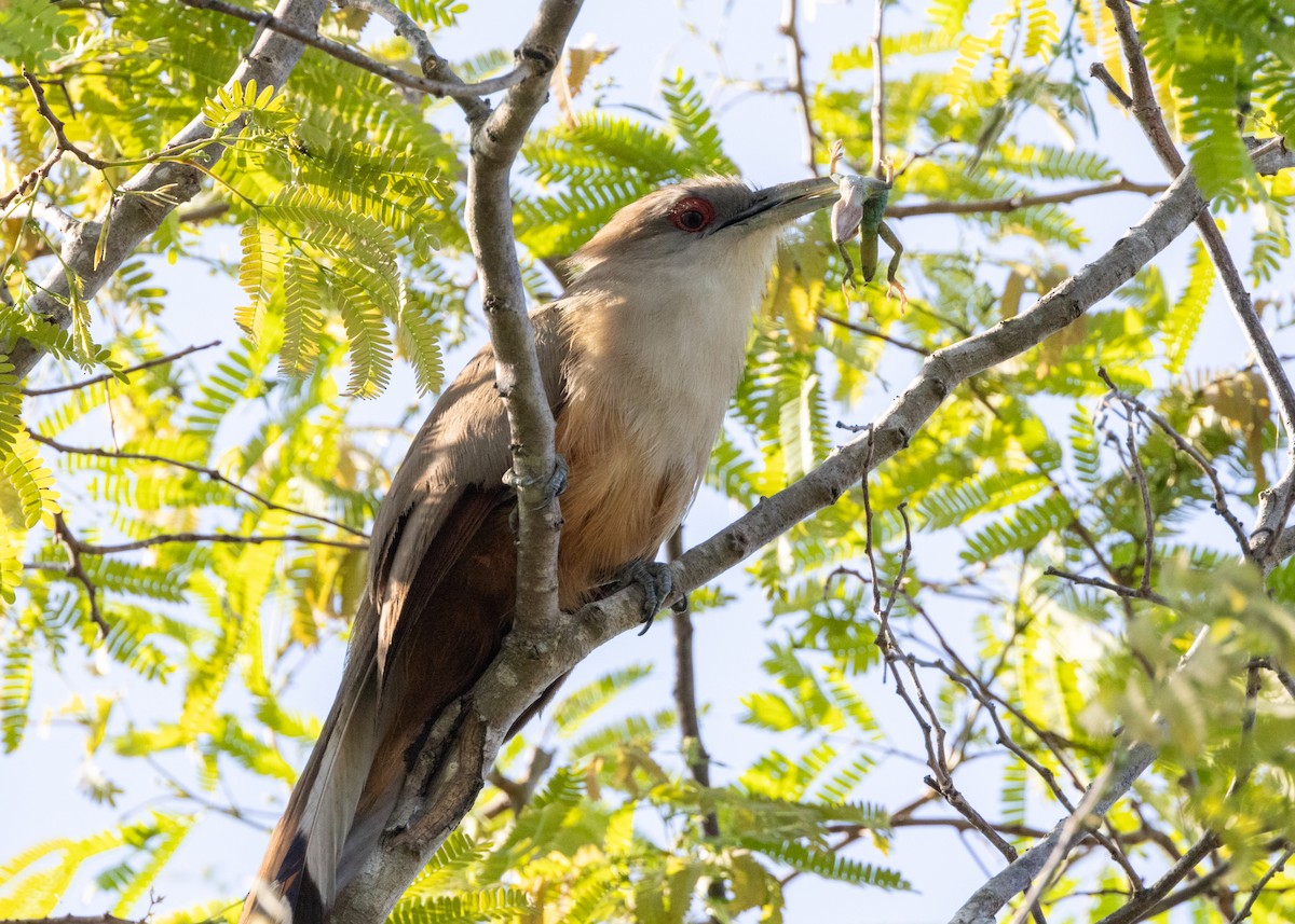 Great Lizard-Cuckoo (Cuban) - Silvia Faustino Linhares