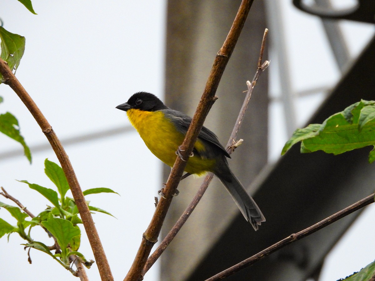 White-naped Brushfinch - ML620677096