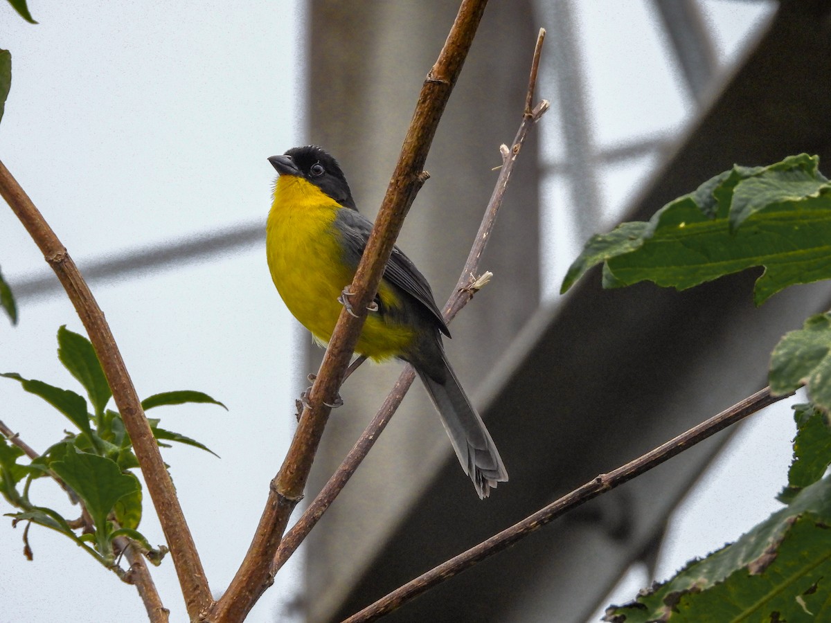 White-naped Brushfinch - ML620677097