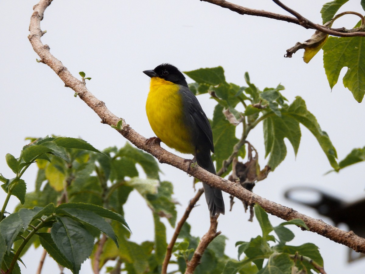 White-naped Brushfinch - ML620677098