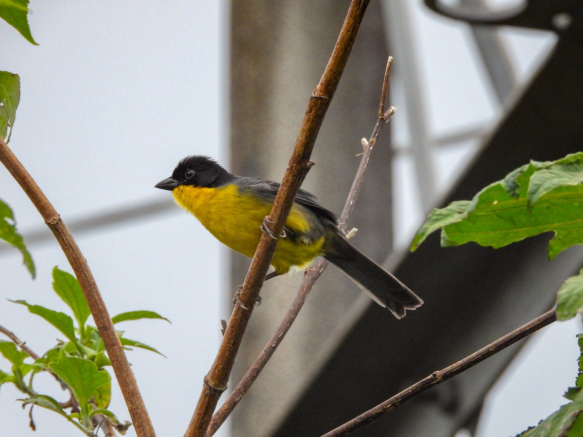 White-naped Brushfinch - ML620677100