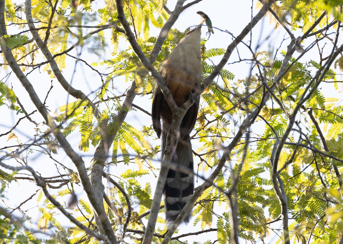 Great Lizard-Cuckoo (Cuban) - ML620677101