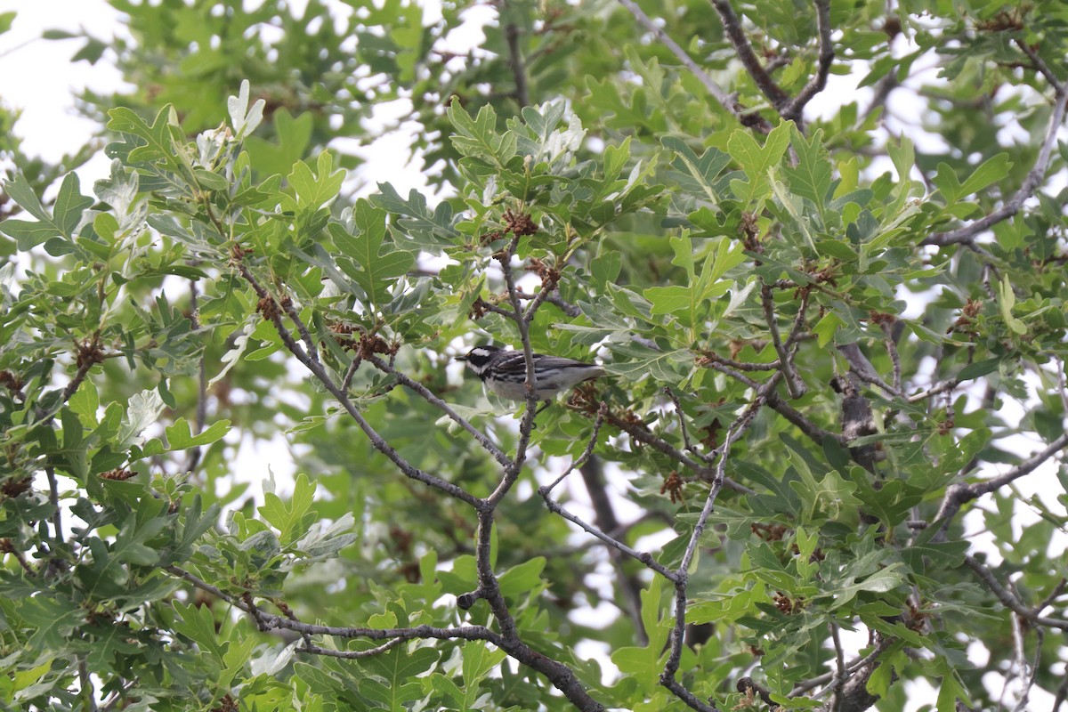 Black-throated Gray Warbler - ML620677102