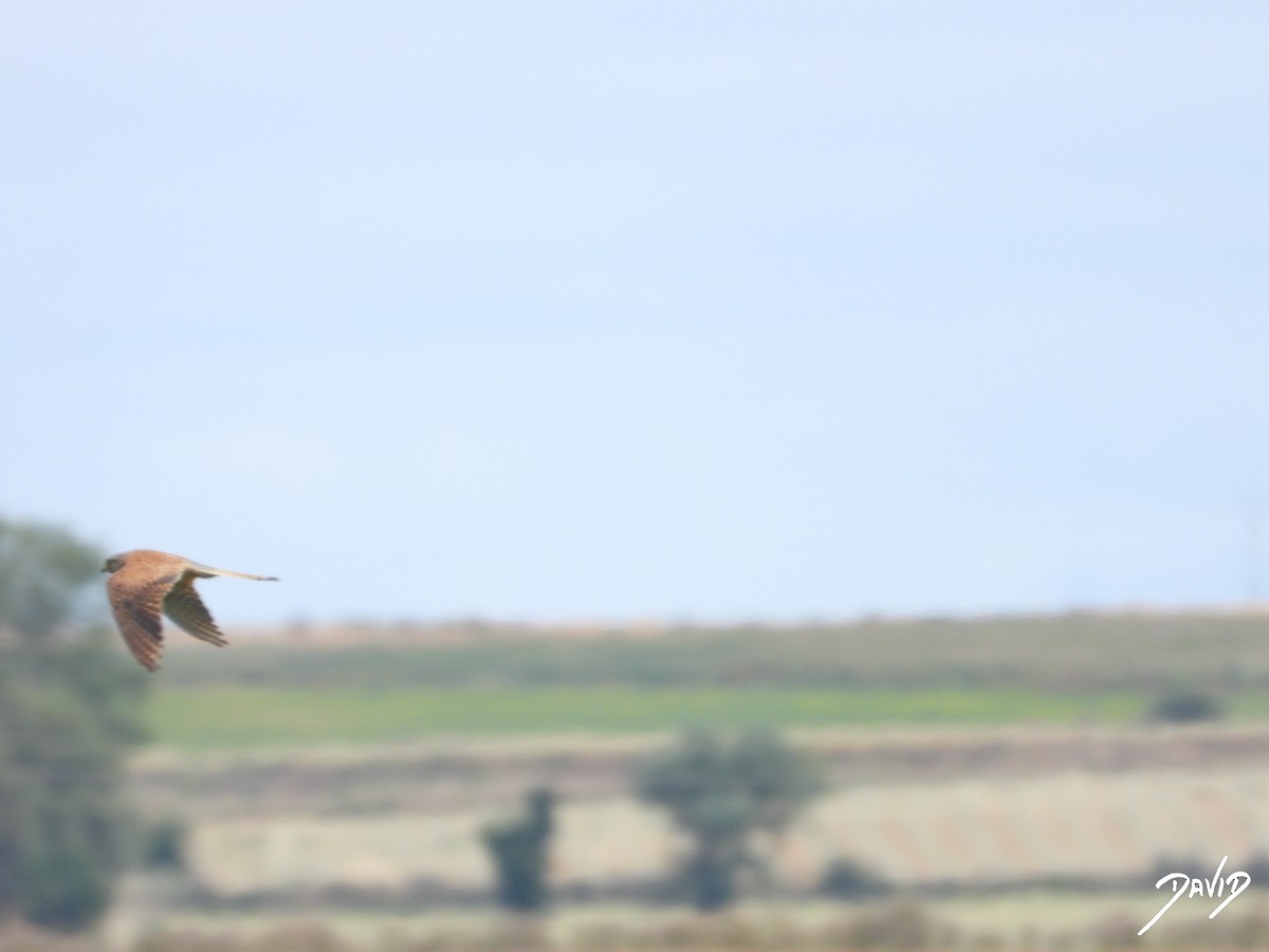 Lesser/Eurasian Kestrel - ML620677103