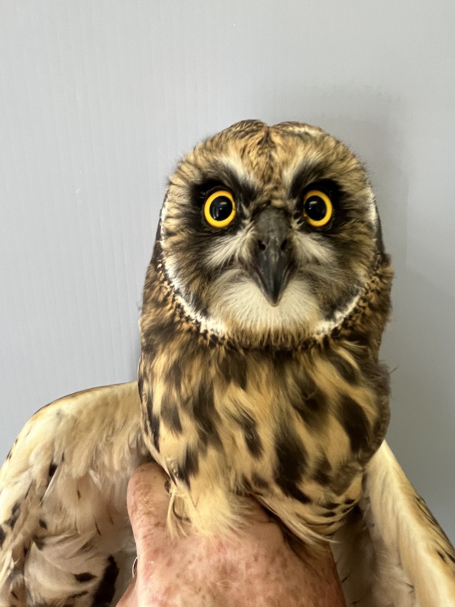 Short-eared Owl - ML620677104