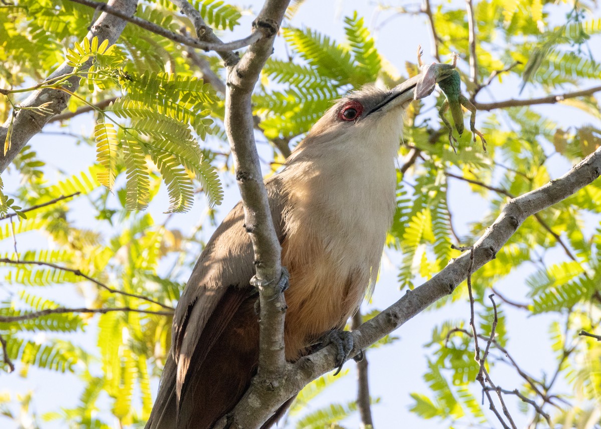 Great Lizard-Cuckoo (Cuban) - ML620677108