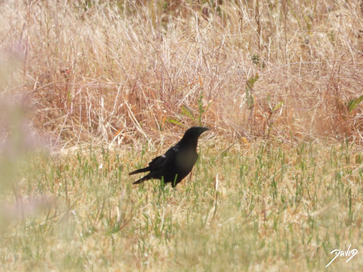 Carrion Crow - ML620677109