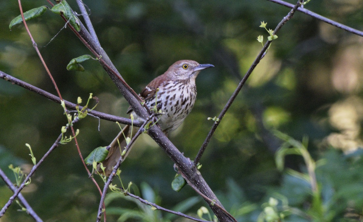 Brown Thrasher - ML620677110