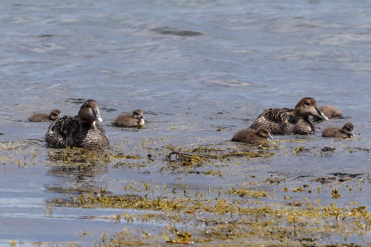 Common Eider - ML620677113