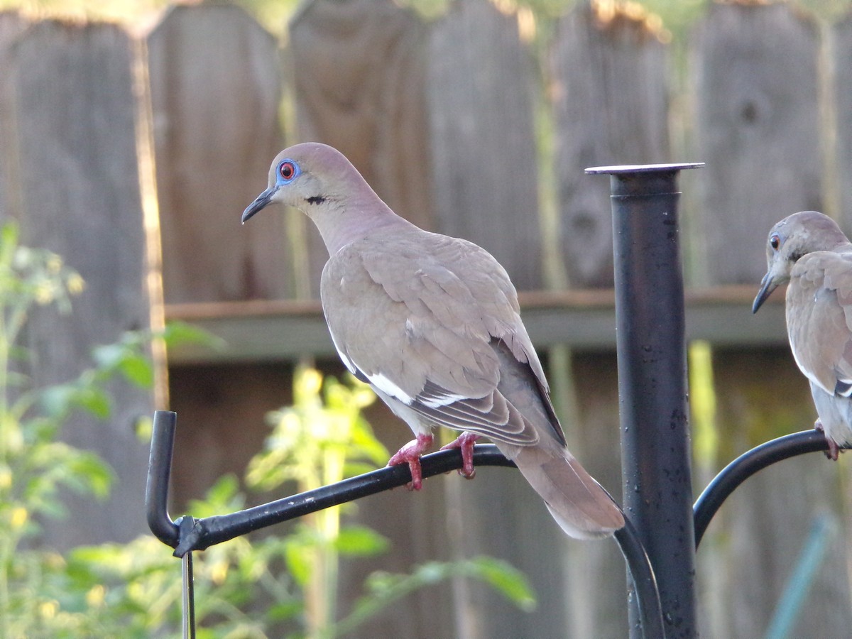 White-winged Dove - ML620677114