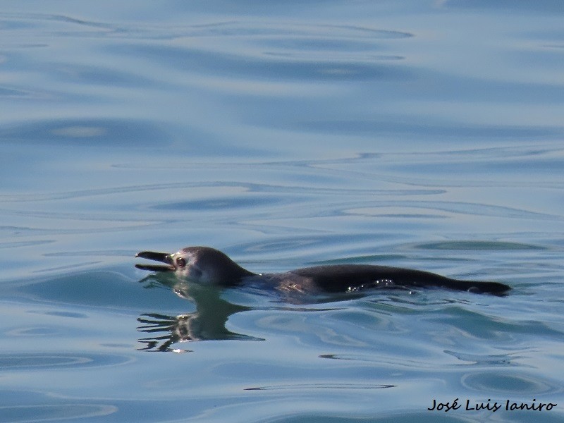 Magellanic Penguin - ML620677115