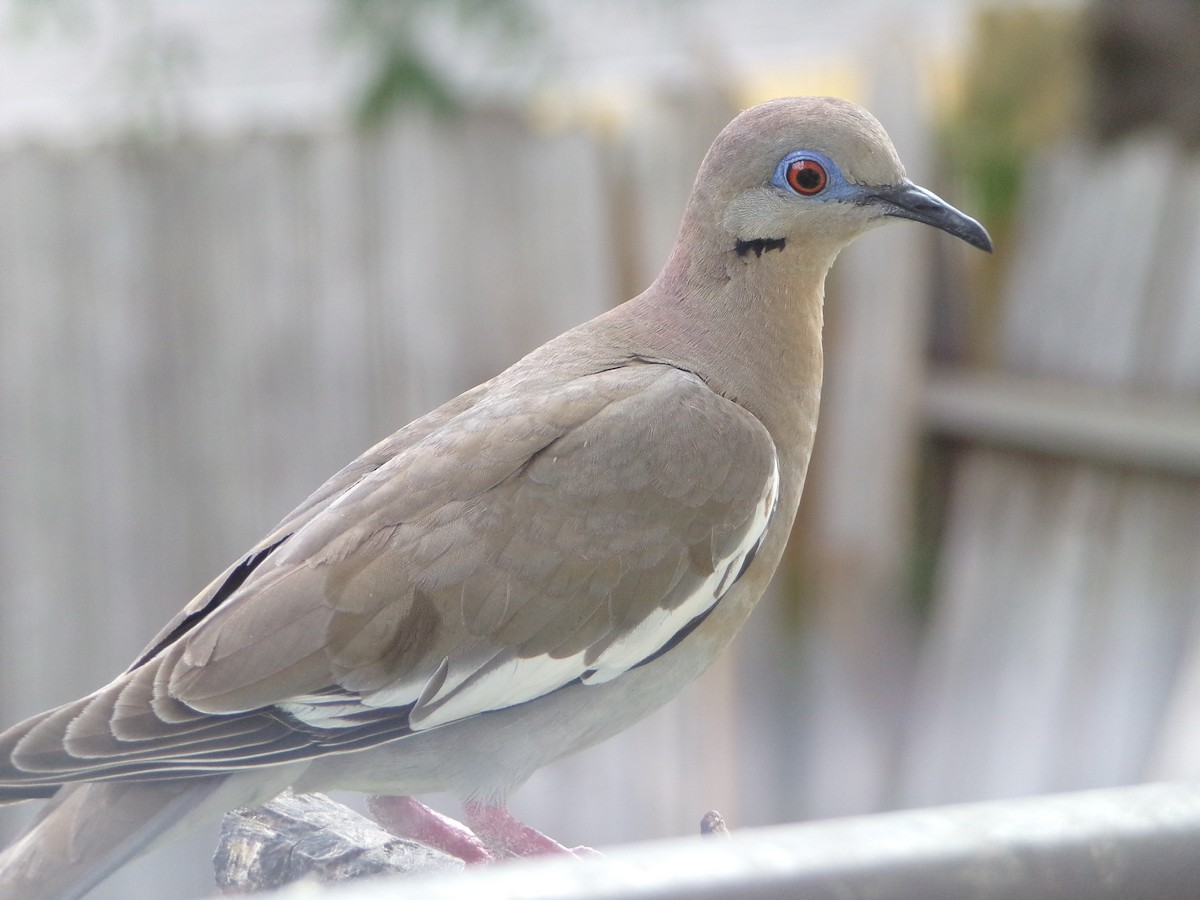 White-winged Dove - ML620677118