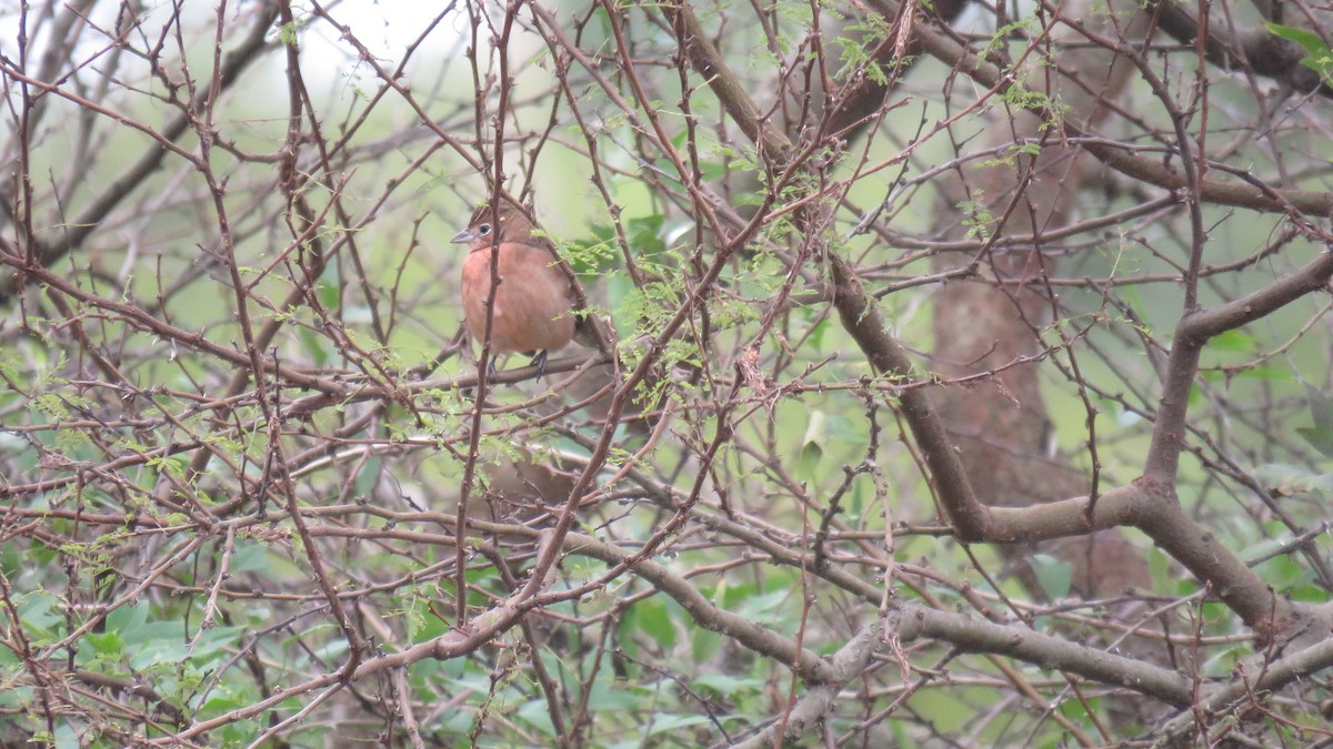 Red-crested Finch - ML620677124