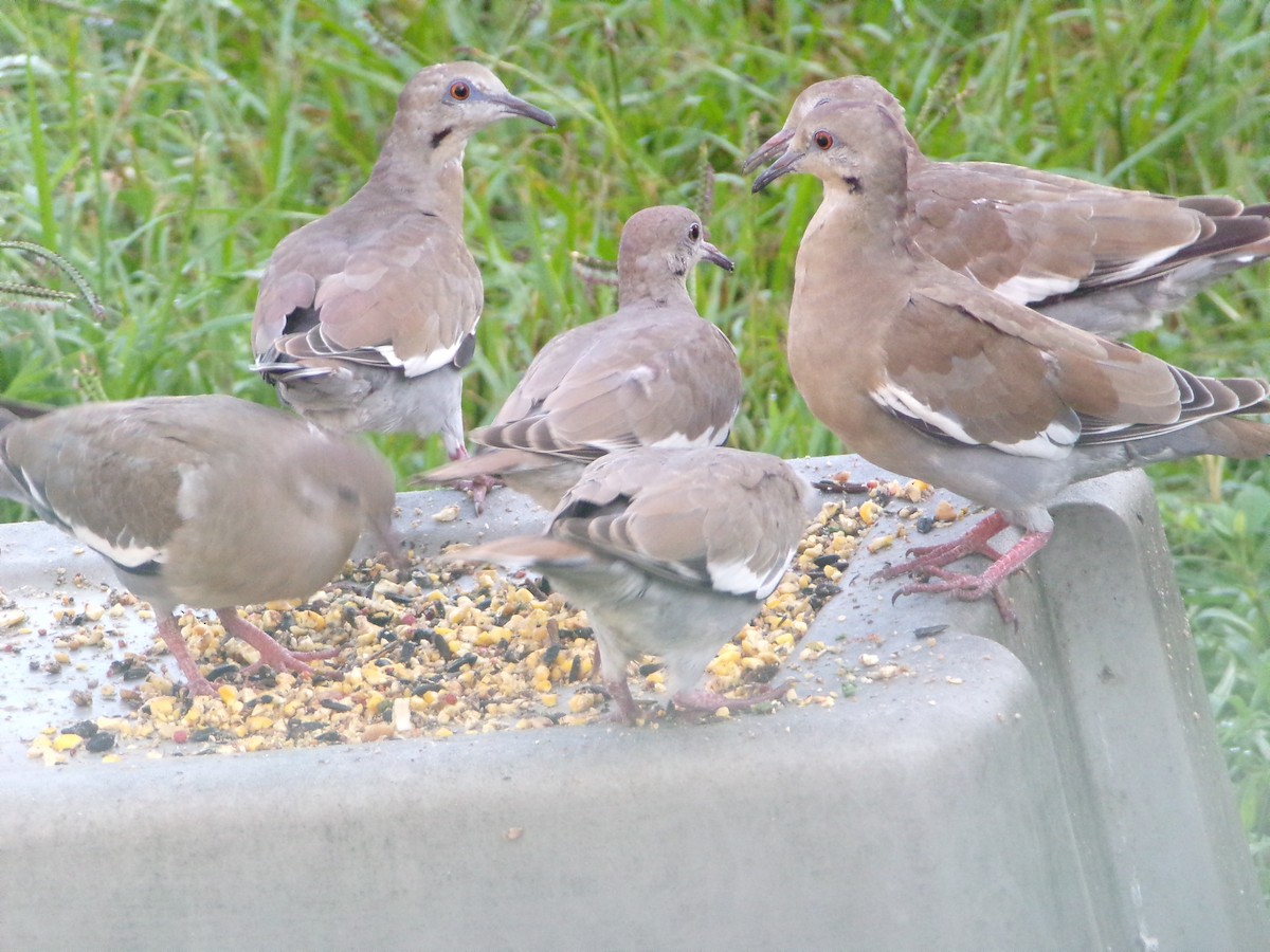 White-winged Dove - ML620677126