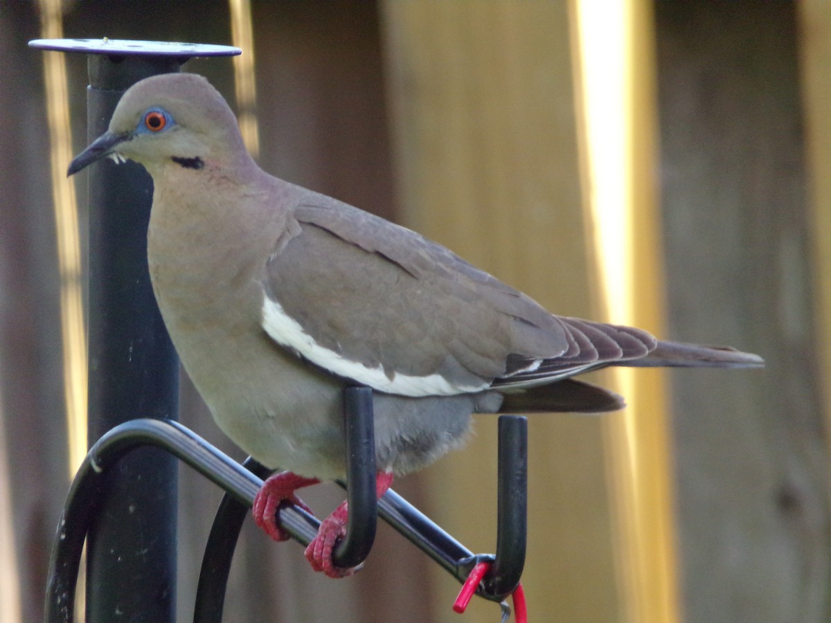 White-winged Dove - ML620677127