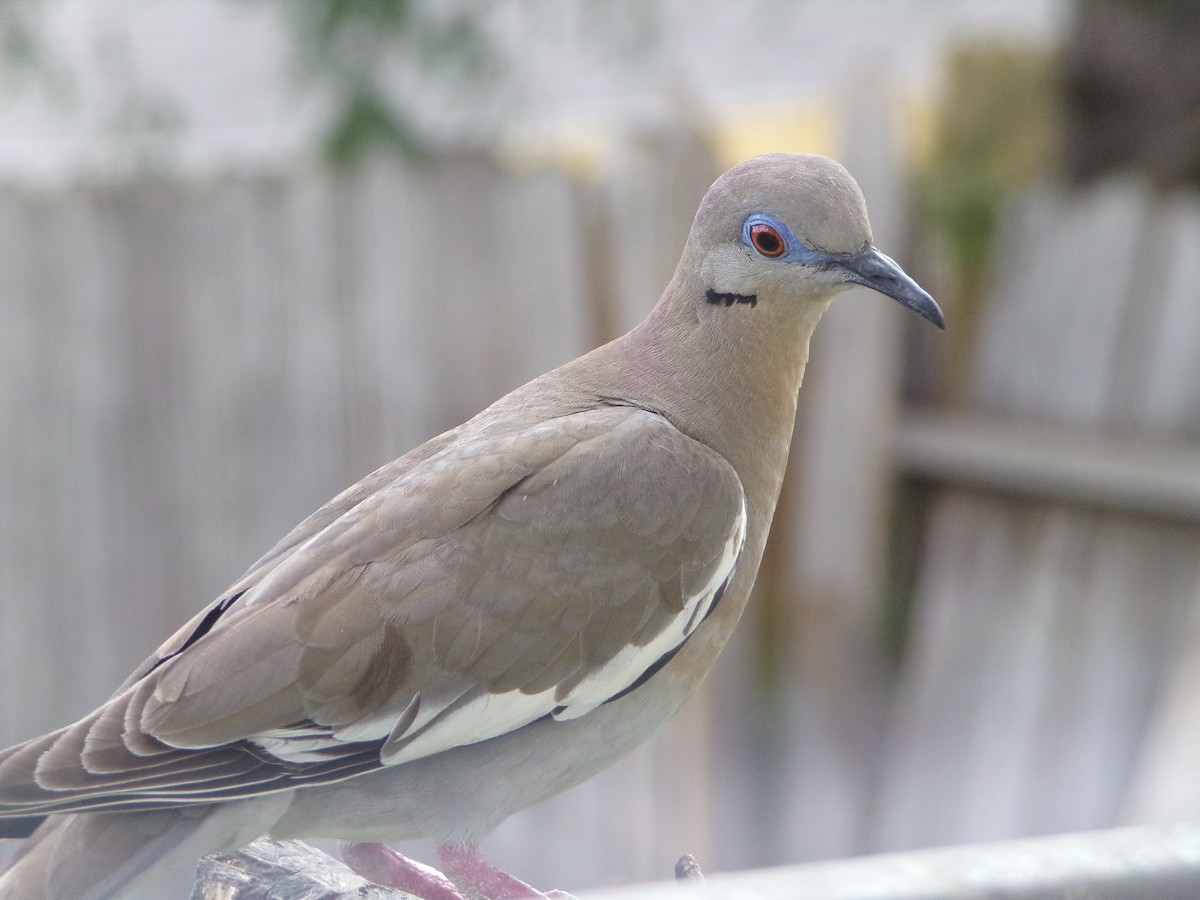 White-winged Dove - ML620677128