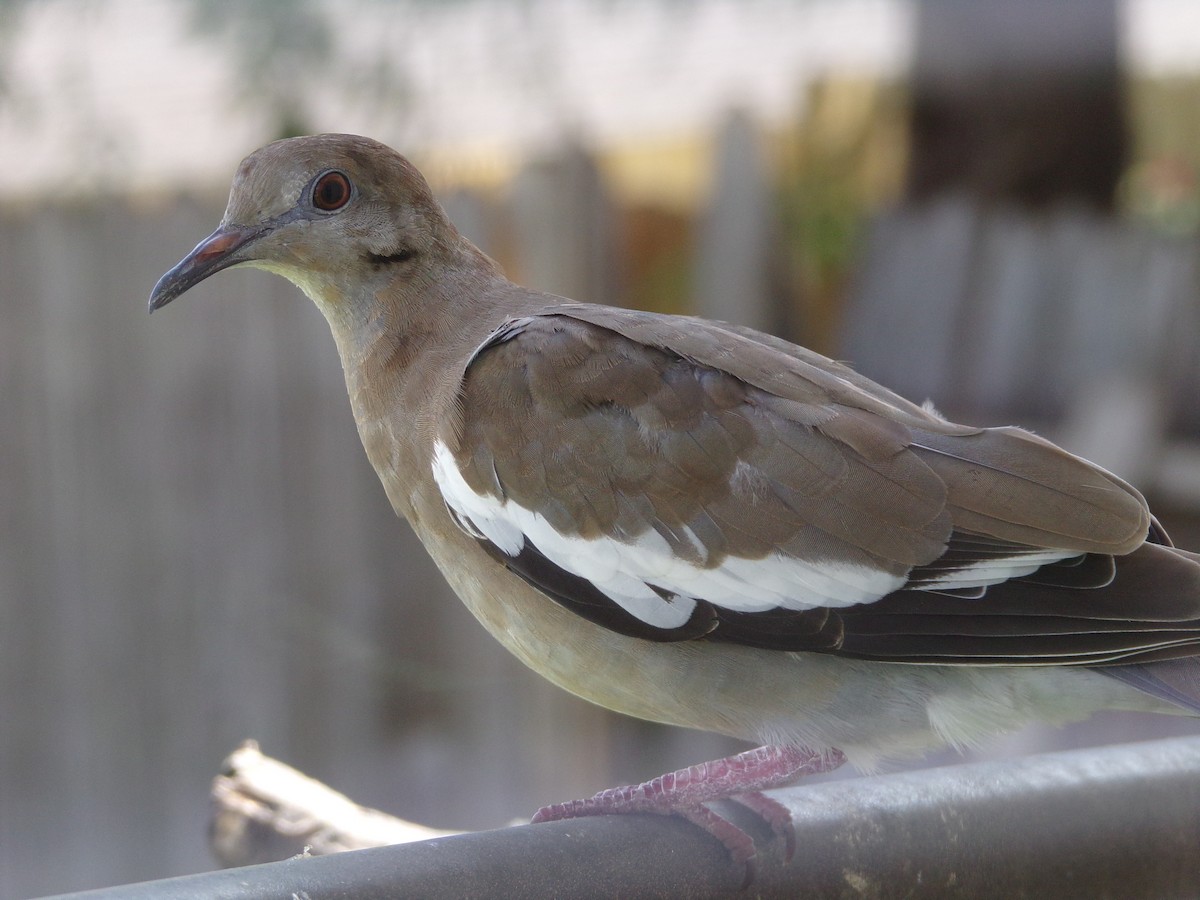 White-winged Dove - ML620677129