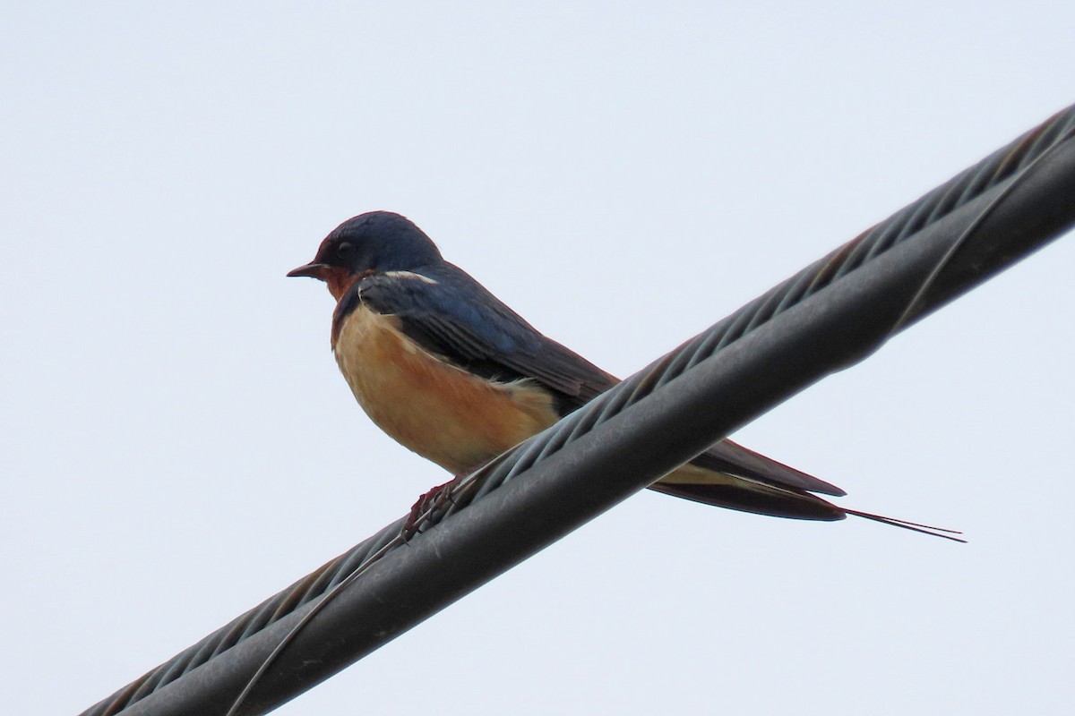 Barn Swallow - ML620677132