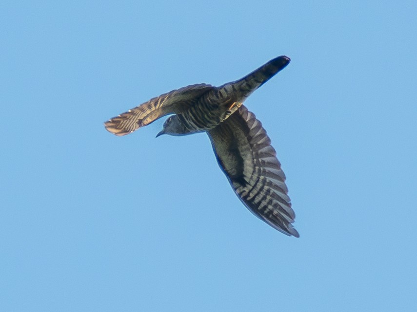 Indian Cuckoo - ML620677135