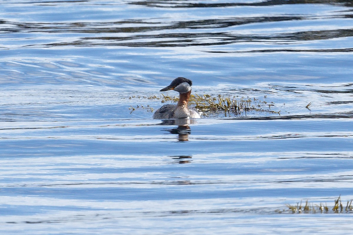 Red-necked Grebe - ML620677143