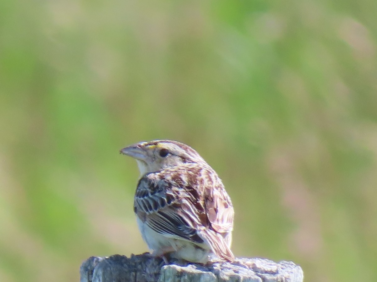 Grasshopper Sparrow - ML620677149