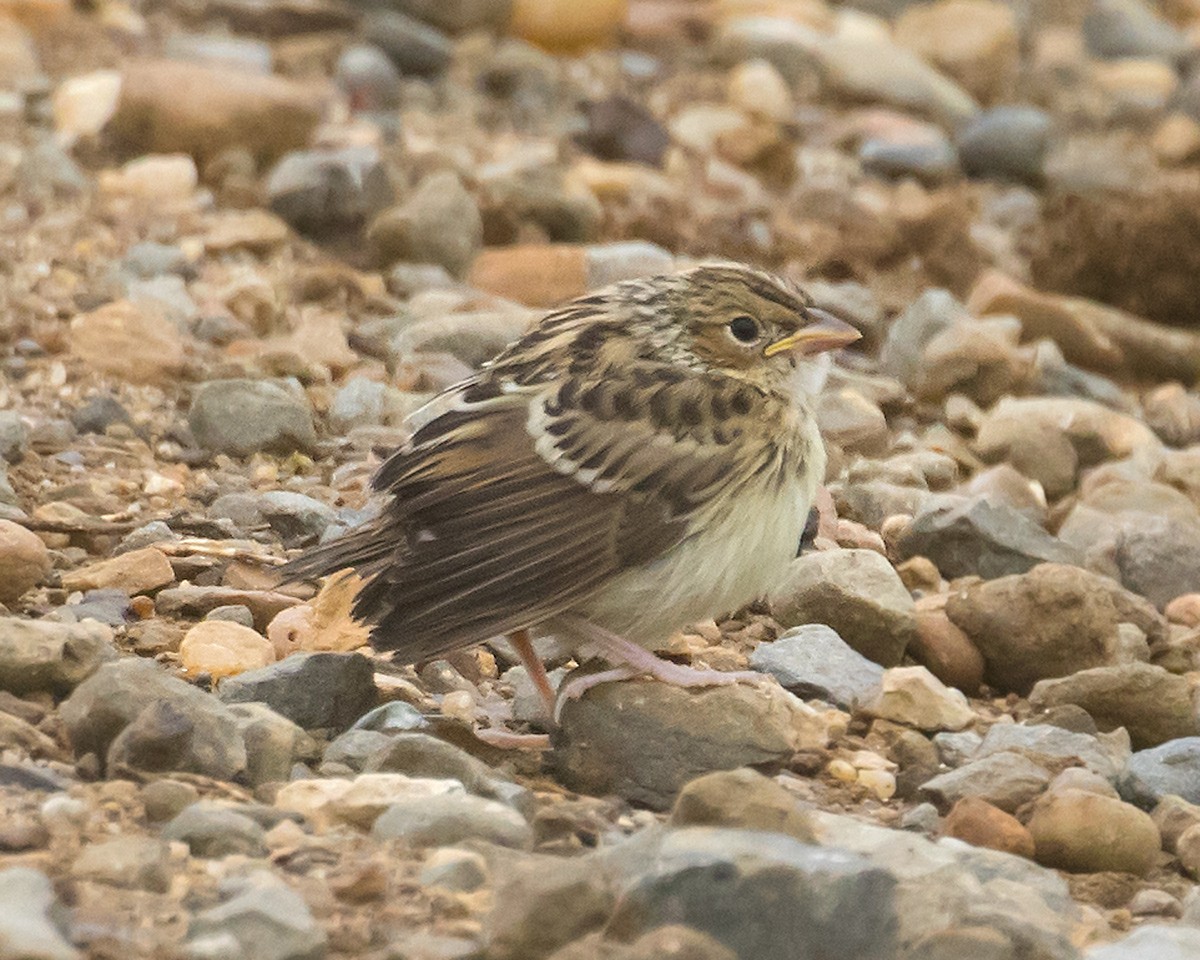 Grasshopper Sparrow - ML620677150