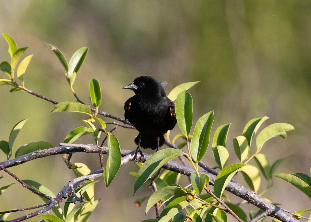 Red-shouldered Blackbird - ML620677160