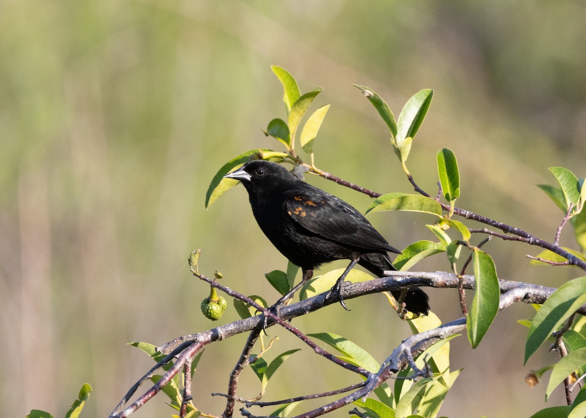 Red-shouldered Blackbird - ML620677162