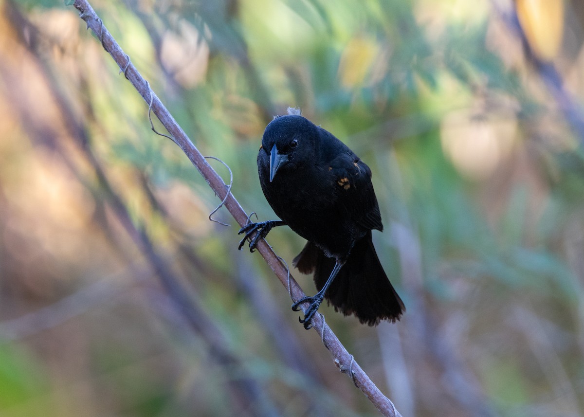 Red-shouldered Blackbird - Silvia Faustino Linhares