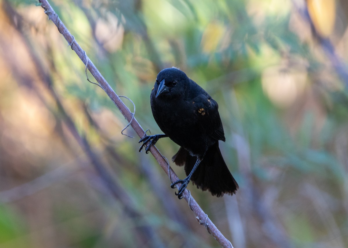 Red-shouldered Blackbird - ML620677166