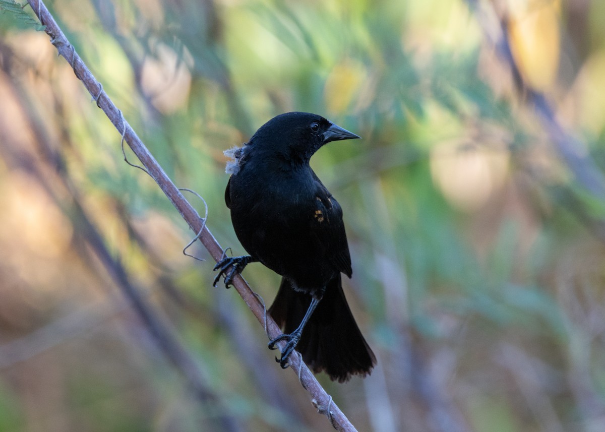 Red-shouldered Blackbird - ML620677167