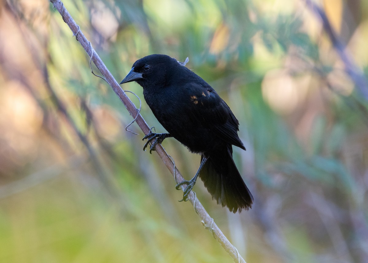 Red-shouldered Blackbird - ML620677169