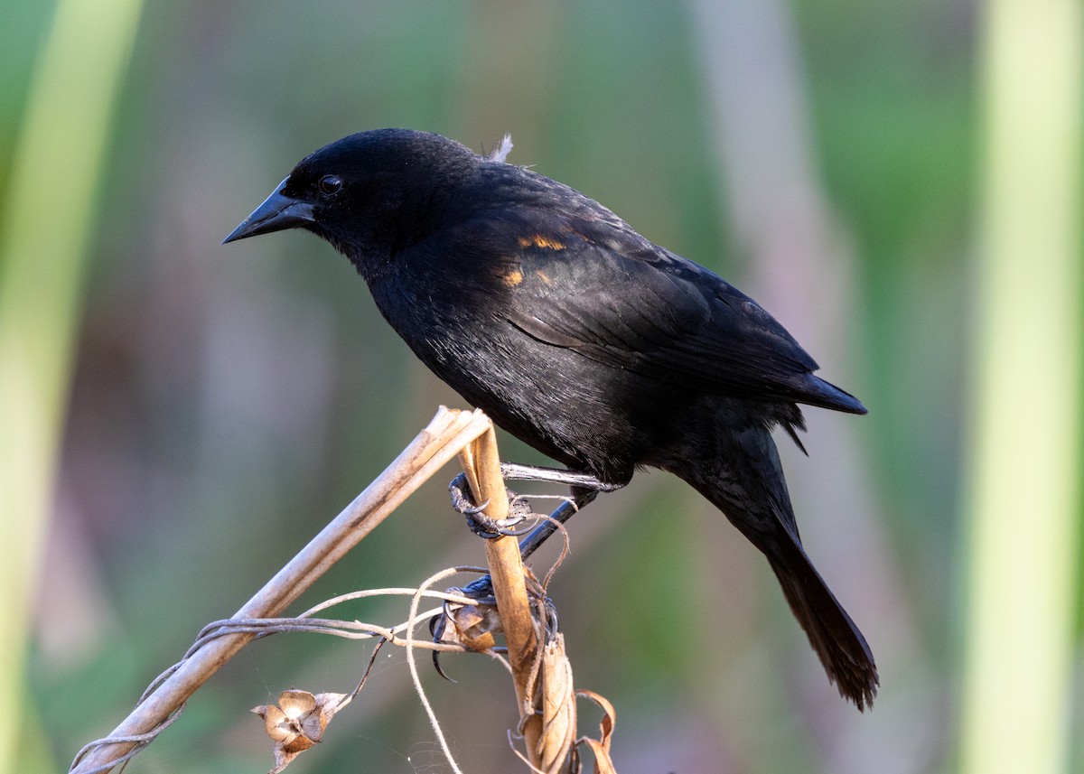 Red-shouldered Blackbird - Silvia Faustino Linhares