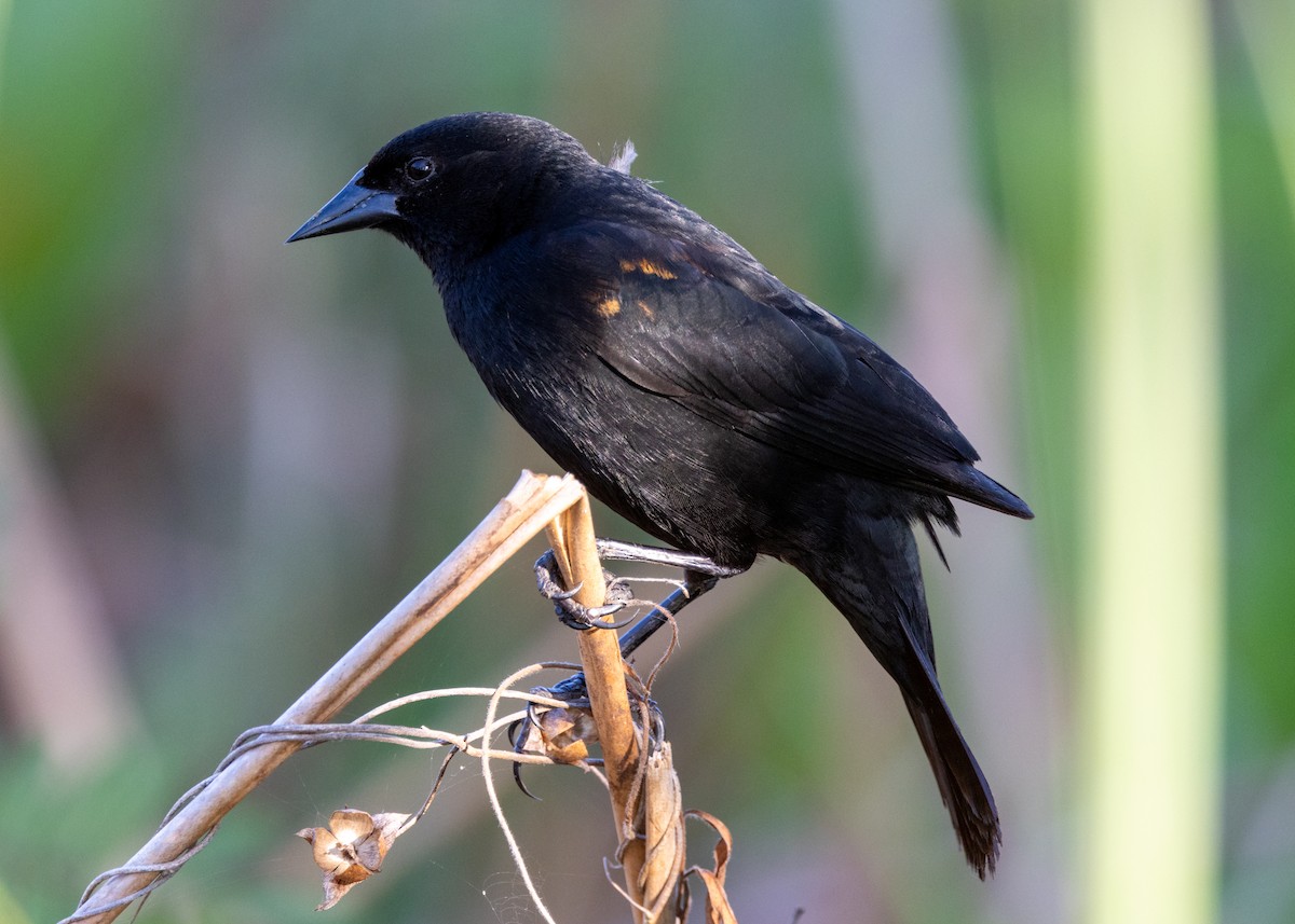 Red-shouldered Blackbird - ML620677172