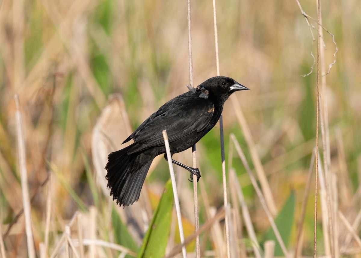 Red-shouldered Blackbird - ML620677174